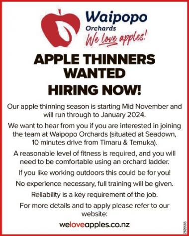 APPLE THINNERS WANTED HIRING NOW!